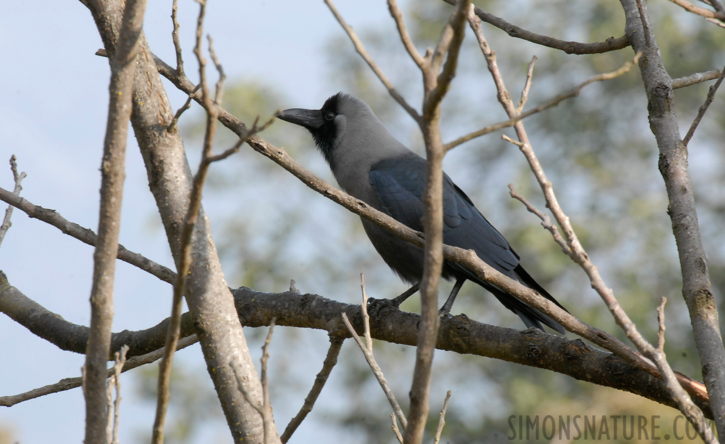 Corvus splendens splendens [550 mm, 1/40 Sek. bei f / 18, ISO 400]